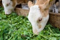 Calves eating green rich fodder Royalty Free Stock Photo
