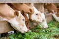 Calves eating green rich fodder Royalty Free Stock Photo