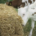 Calves eating hay. Conceptual image shot