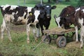 Calves eating from wagon