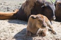 Calves and european bisons are basking in the midday sun on the sand in the nursery. Focus on the calf in front