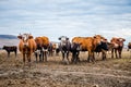 A group of cows is walking on the ground in the field. The field is part of agricultural land. It's an autumn day in Russia.