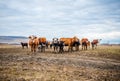 A group of cows is walking on the ground in the field. A herd of cows looking into the lens on an autumn day Royalty Free Stock Photo