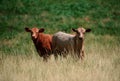 Calves on a fresh green meadow, standing side by side. Calf, cow at dairy farm. Royalty Free Stock Photo