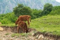 Calves graze in an alpine green meadow Royalty Free Stock Photo