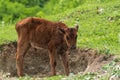 Calves graze in an alpine green meadow Royalty Free Stock Photo