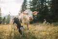 Calves graze on a meadow in the Austrian mountains.Calves with black and white spotting graze on a meadow. Lungau Royalty Free Stock Photo