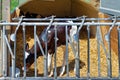 Calves housed separately on a dairy farm Royalty Free Stock Photo