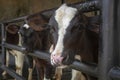 Close-up cute calf face image at the farm