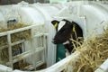 Calves on a livestock farm. Young calves are quarantined in separate plastic cages.