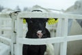 Calves on a livestock farm. Young calves are quarantined in separate plastic cages.