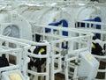 Calves on a livestock farm. Young calves are quarantined in separate plastic cages