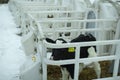 Calves on a livestock farm. Young calves are quarantined in separate plastic cages