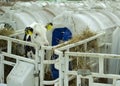 Calves on a livestock farm. Young calves are quarantined in separate plastic cages