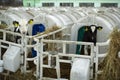 Calves on a livestock farm. Young calves are quarantined in separate plastic cages