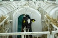 Calves on a livestock farm. Young calves are quarantined in separate plastic cages