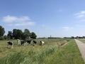 Calves in the meadow