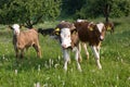 Calves in pasture Royalty Free Stock Photo