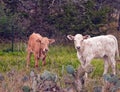 Calves in pasture