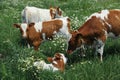 Calves in pasture Royalty Free Stock Photo