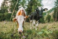 Calves Red and spotted eat grass in Astrian meadows.Calves graze on a meadow in the Austrian mountains. Mountain Royalty Free Stock Photo