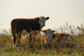 Calves resting in a field Royalty Free Stock Photo