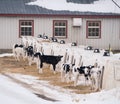 Calves in shelters