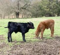 Calves in the spring pasture, red and black Angus Royalty Free Stock Photo