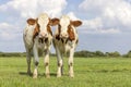 Calves together, tender love portrait of two cows, lovingly with dreamy eyes, red and white with pale blue sky and copy space Royalty Free Stock Photo