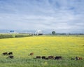 Calves in yellow buttercup meadow near bridge over river Lek in holland Royalty Free Stock Photo