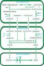 Calvin Cycle Dark Reaction in Easy Steps