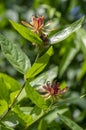 Calycanthus floridus dark red flowering shrub, green plant with beautiful flowers in bloom
