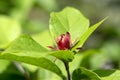 Calycanthus floridus dark red flowering shrub, green plant with beautiful flowers in bloom