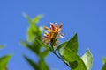 Calycanthus floridus dark red flowering shrub, green plant with beautiful flowers in bloom