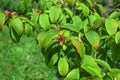 Summer Red Flowering Bush of Calycanthus Occidentalis