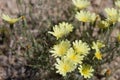 CALYCOSERIS PARRYI - TWENTYNINE PALMS - 050120 B Royalty Free Stock Photo