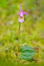 Calypso bulbosa, beautiful pink orchid, Finland. Flowering European terrestrial wild orchid in nature habitat, detail of bloom,