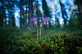 Calypso bulbosa, beautiful pink orchid, Finland. Flowering European terrestrial wild orchid, nature habitat, detail of bloom, gree Royalty Free Stock Photo