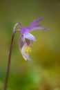 Calypso bulbosa - Fairy Slipper Beauty