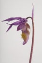 Calypso bulbosa - Fairy Slipper Orchid