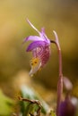 Calypso bulbosa - Fairy Slipper Orchid