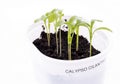 Calypso Cilantro Seedling Growing in a Plastic Container #1 Royalty Free Stock Photo