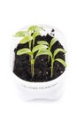 Calypso Cilantro Seedling Growing in a Plastic Container #2 Royalty Free Stock Photo