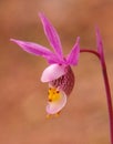 `Fairy Slipper` Calypso bulbosa orchid