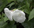 Calystegia sepium is a perennial herbaceous plant of the genus Calystegia of the Convolvulaceae family. Royalty Free Stock Photo