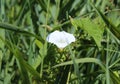 calystegia sepium (formerly Convolvulus sepium) common names are hedge bindweed, Rutland beauty, bugle vine, heavenly trumpets, Royalty Free Stock Photo