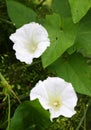 Calystegia sepium grows in the wild Royalty Free Stock Photo