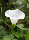 Calystegia sepium grows in the wild Royalty Free Stock Photo