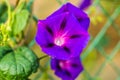 Calystegia sepium-Open purple flowers plants Royalty Free Stock Photo