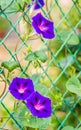 Calystegia sepium-Open purple flowers plants Royalty Free Stock Photo